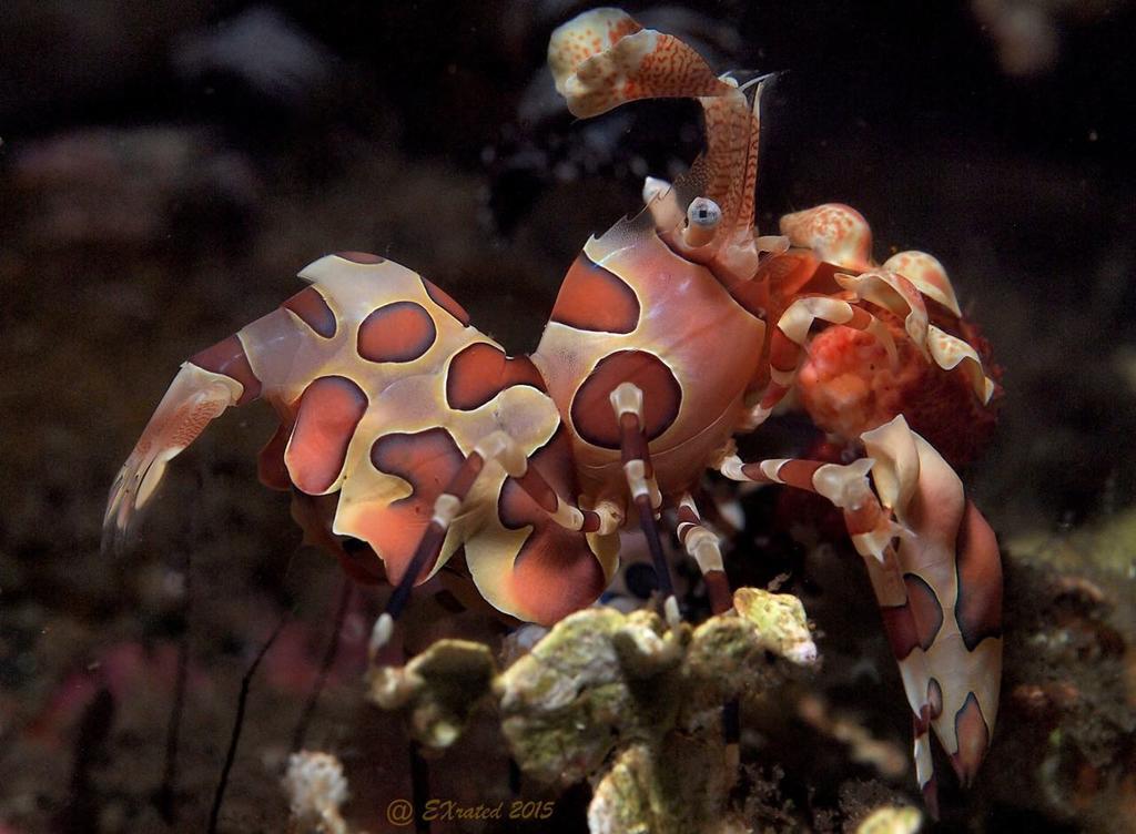 Bongo Bongo Divers Dauin Eksteriør bilde